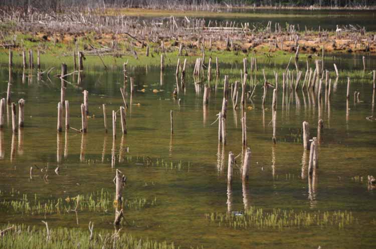 lake scene